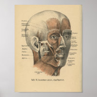 1888 Duitse anatomie drukspieren
