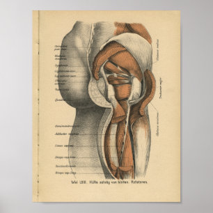 1888 Duitse anatomie drukt heupspieren af Poster