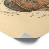  1888 Duitse anatomie print bekkenspieren (Hoek)