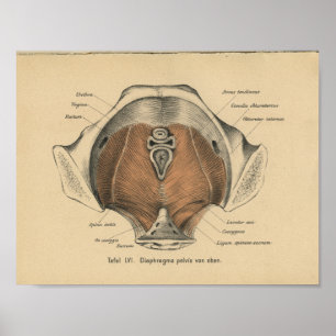 1888 Duitse anatomie print bekkenspieren