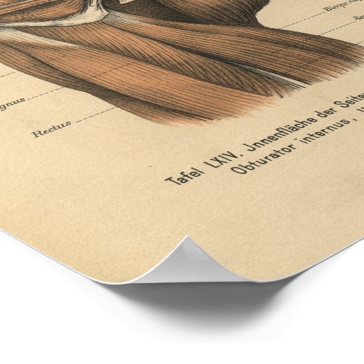  1888 Duitse anatomie print bekkenspieren (Hoek)