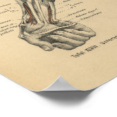  1888 Duitse anatomie print Elbow Arm (Hoek)