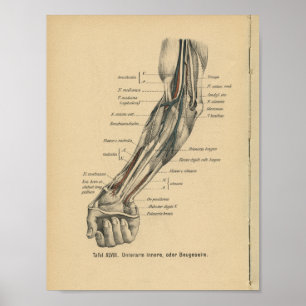  1888 Duitse anatomie print Elbow Arm