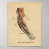  1888 Duitse anatomie printarmspieren Poster (Voorkant)