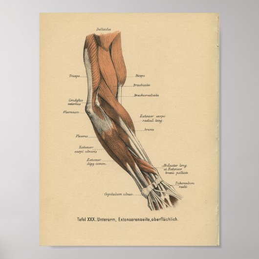  1888 Duitse anatomie printarmspieren Poster (Voorkant)