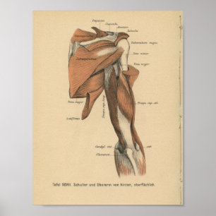 1888 Duitse anatomie printarmspieren Poster