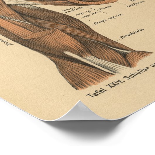 1888 Duitse anatomie printarmspieren Poster (Hoek)