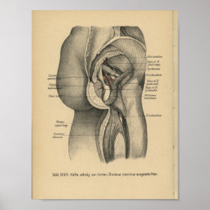 1888 Duitse anatomie printbeen Heup Poster