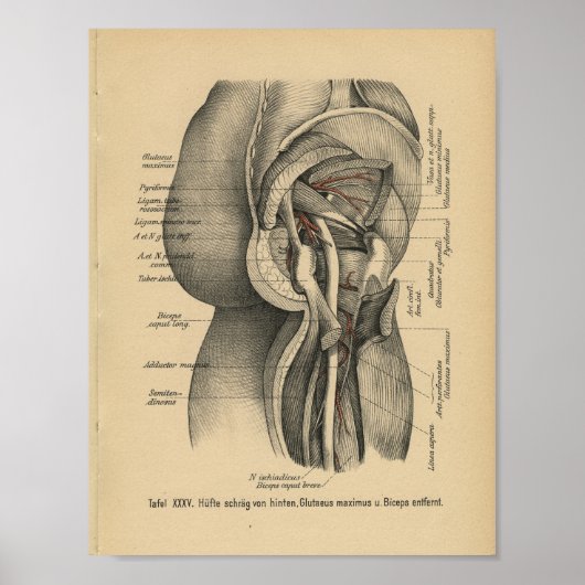  1888 Duitse anatomie printbeen Heup Poster (Voorkant)