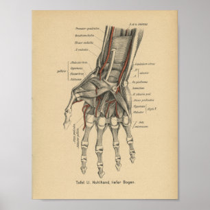  1888 Duitse anatomie printhand Poster