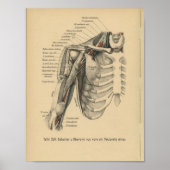 1888 Duitse anatomie printschouderarm Poster (Voorkant)