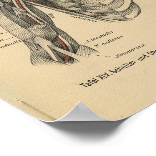 1888 Duitse anatomie printschouderarm Poster (Hoek)