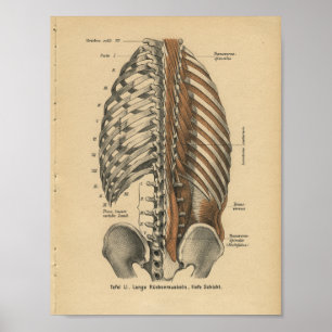  1888 Duitse anatomie printspieren Poster