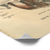  1888 Duitse anatomie printspieren Poster (Hoek)