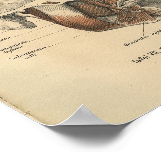 1888 Duitse anatomie printspieren Poster (Hoek)