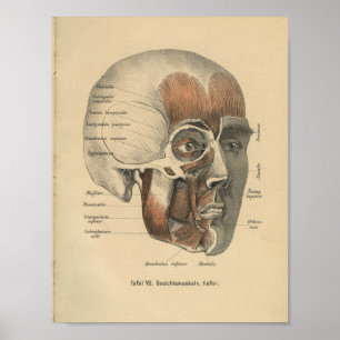  1888 Duitse anatomie printspieren Poster