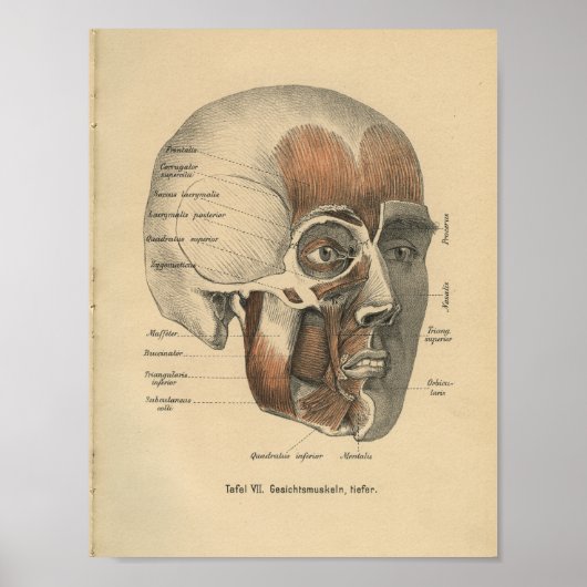  1888 Duitse anatomie printspieren Poster (Voorkant)