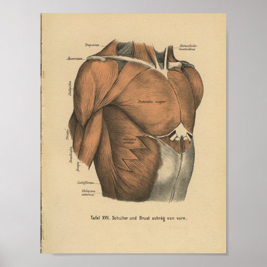  1888 Duitse anatomie printspieren Poster (Voorkant)