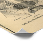  1888 Duitse Anatomy Print Abdomen (Hoek)