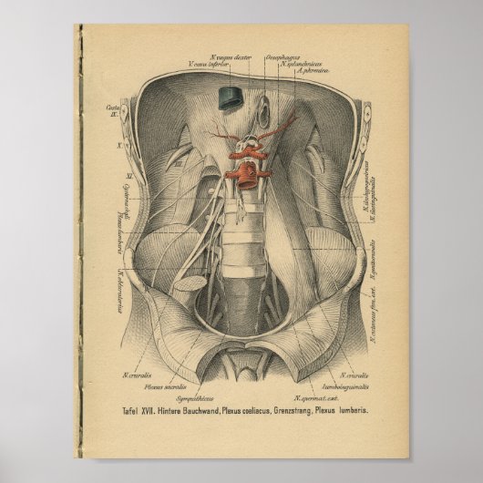  1888 Duitse Anatomy Print Abdomen (Voorkant)