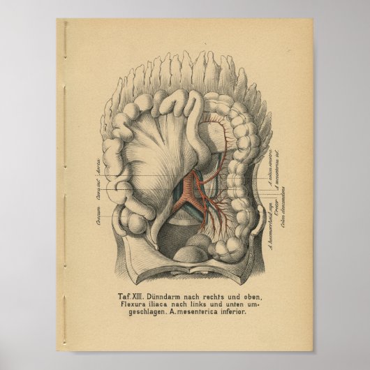  1888 Duitse Anatomy Print Abdomen (Voorkant)