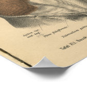 1888 Duitse Anatomy Print Abdomen (Hoek)