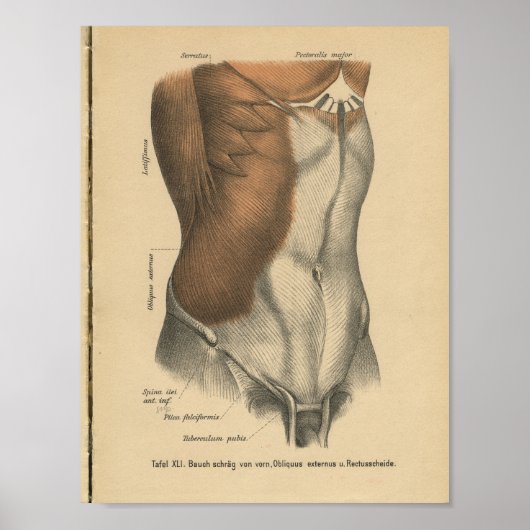 1888 Duitse Anatomy Print Abdomen (Voorkant)