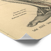  1888 Duitse Anatomy Print Beenknie (Hoek)