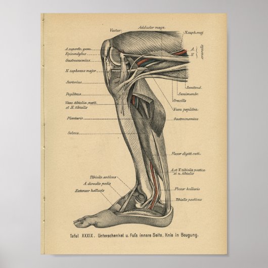 1888 Duitse Anatomy Print Beenknie (Voorkant)