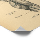  1888 Duitse Anatomy Print Beenknie (Hoek)