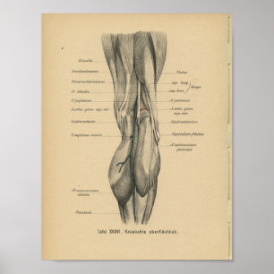 1888 Duitse Anatomy Print Beenknie