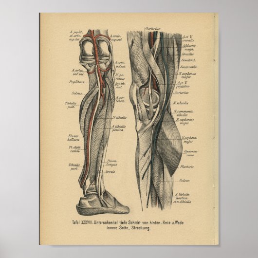  1888 Duitse Anatomy Print Beenknie (Voorkant)