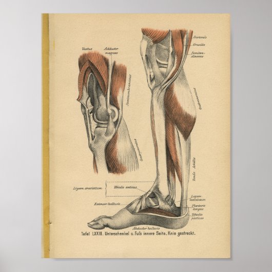  1888 Duitse Anatomy Print Boot Foot (Voorkant)