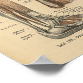  1888 Duitse Anatomy Print Boot Foot (Hoek)