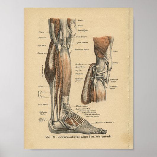  1888 Duitse Anatomy Print Boot Foot (Voorkant)