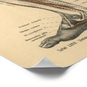  1888 Duitse Anatomy Print Boot Foot (Hoek)
