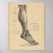 1888 Duitse Anatomy Print Boot Foot (Voorkant)