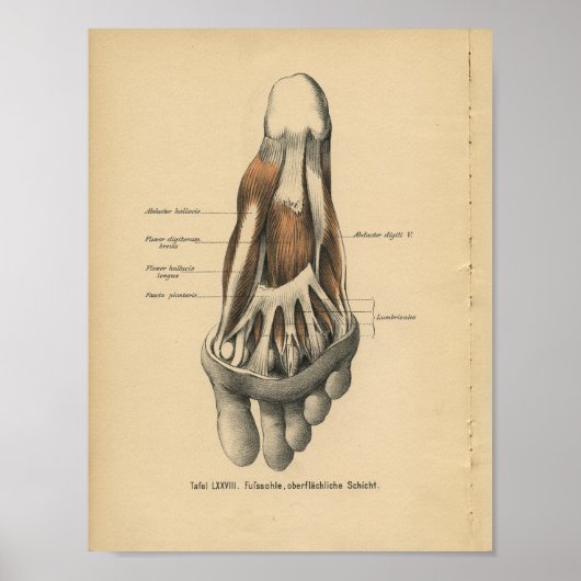 1888 Duitse Anatomy Print Foot Toes (Voorkant)