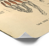 1888 Duitse Anatomy Print Hand Wrist (Hoek)