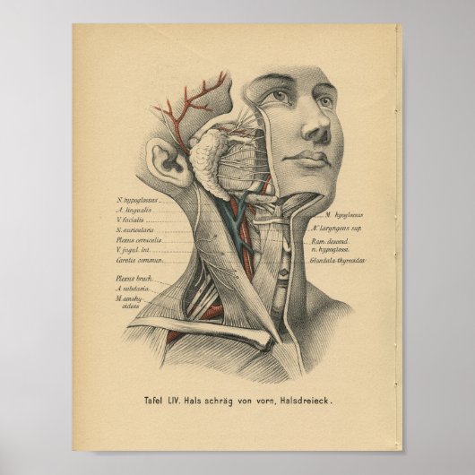  1888 Duitse anatomy Print Head Neck (Voorkant)