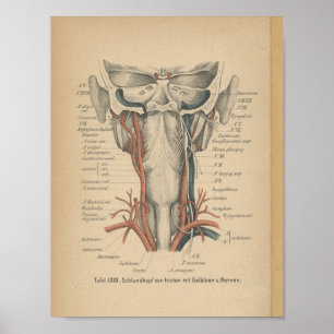 1888 Duitse Anatomy Print Neck