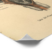  1888 Duitse Anatomy Print Pharynx (Hoek)