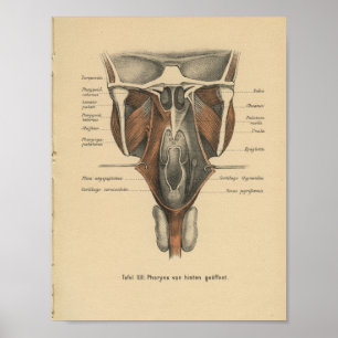  1888 Duitse Anatomy Print Pharynx