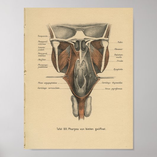  1888 Duitse Anatomy Print Pharynx (Voorkant)
