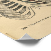  1888 Duitse Anatomy Print Rib Cage (Hoek)