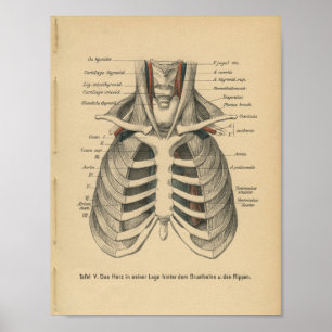  1888 Duitse Anatomy Print Rib Cage