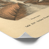  1888 Duitse Anatomy Print Ribcage (Hoek)