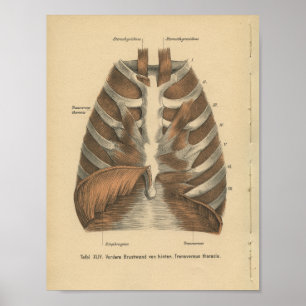 1888 Duitse Anatomy Print Ribcage