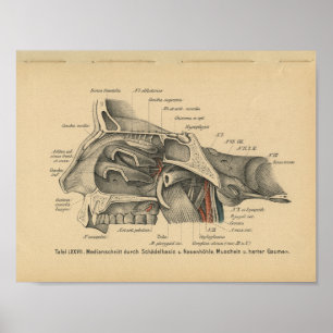 1888 Duitse Anatomy Print Sinuses