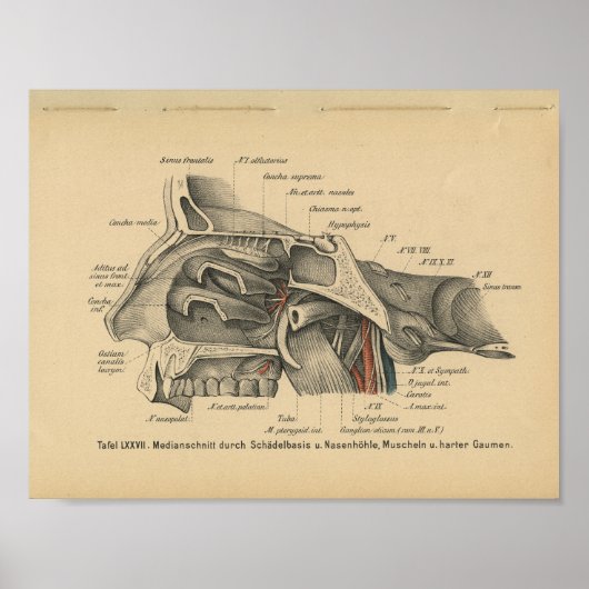  1888 Duitse Anatomy Print Sinuses (Voorkant)